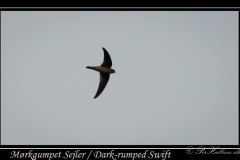 Mørkgumpet Sejler / Dark-rumped Swift