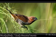 Muskatfinke / Scaly-breasted munia