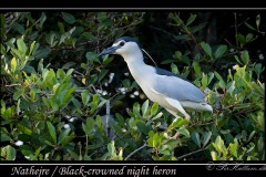 Nathejre / Black-crowned night heron