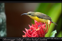 Olivenrygget Solfugl / Olive-backed Sunbird