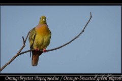 Orangebrystet Papegøjedue / Orange-breasted green pigeon