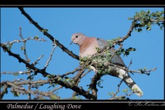 Palmedue / Laughing Dove