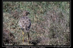 Plettet triel / Spotted Stone Curlew