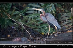 Purpurhejre / Purple Heron