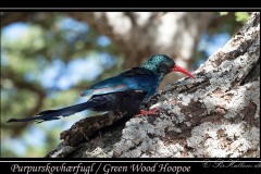 Purpurskovhærfugl / Green Wood Hoopoe