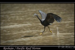 Revhejre /  Pacific Reef Heron