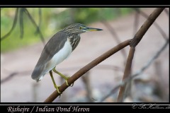 Rishejre / Indian Pond Heron