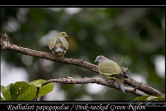 Rødhalset papegøjedue / Pink-necked Green Pigeon