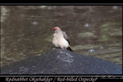 Rødnæbbet Oksehakker / Red-billed Oxpecker