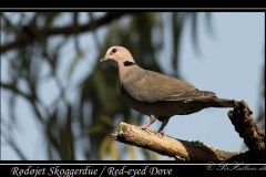 Rødøjet Skoggerdue / Red-eyed dove