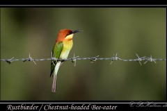 Rustbiæder / Chestnut-headed Bee-eater