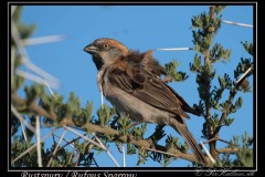 Rustspurv / Great Sparrow