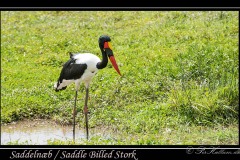 Saddelnæb / Saddle Billed Stork