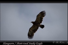 Slangeørn / Short-toed Snake Eagle