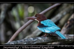 Smyrnaisfugl / White-throated Kingfisher