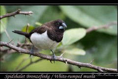 Spidshalet Bronzefinke / White-rumped munia