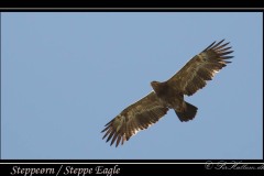 Steppeørn / Steppe Eagle