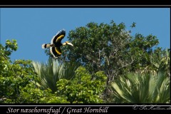 Stor næsehornsfugl /  Great Hornbill