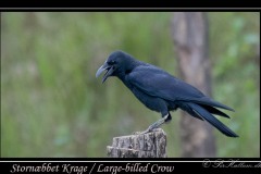 Stornæbbet Krage / Large-billed Crow