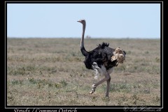 Struds / Ostrich