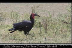 Sydlig Hornravn / Southern ground hornbill