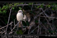 Sydlig Stor Tornskade / Southern Grey Shrike
