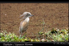 Tophejre /  Squacco Heron
