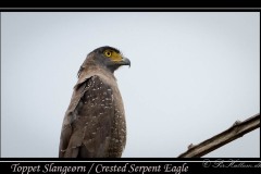 Toppet Slangeørn, Crested Serpent Eagle