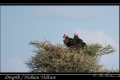 Ørebrib / Nubian Vulture