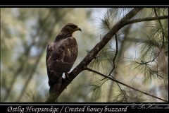 Østlig Hvepsevåge / Crested honey buzzard