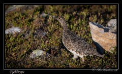 Fjeldrype