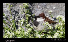 Gråspurv ♂
