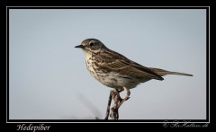 Hedepiber_2020-06-22-_NK5_7469