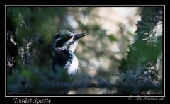 Tretået Spætte