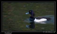 Troldand