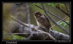 Vendehals_2020-05-16_NK5_2278