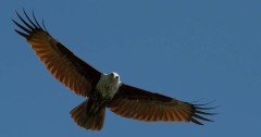 Brahmin Glente / Brahminy Kite