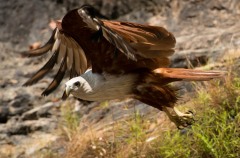 Brahmin Glente / Brahminy Kite