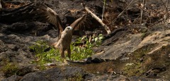 Brahmin Glente / Brahminy Kite