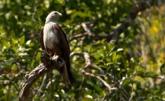 Brahmin Glente / Brahminy Kite