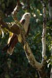Brahmin Glente / Brahminy Kite
