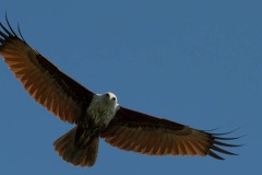 Brahmin Glente / Brahminy Kite