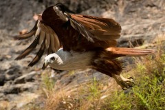 Brahmin Glente / Brahminy Kite