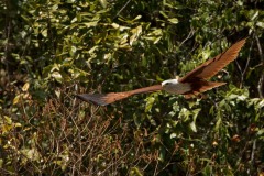 Brahmin Glente / Brahminy Kite