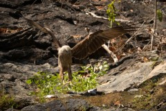 Brahmin Glente / Brahminy Kite