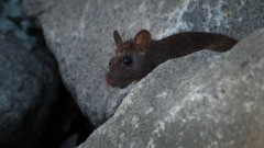 Rotte