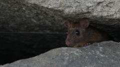 Rotte