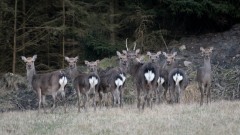 Sika