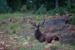 DSC0539_4743