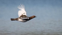 Dalrype ♂